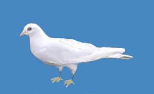 Symbol des Friedens